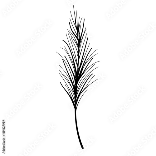 Dried pampas grass plume Autumn Leaf Line Art Clipart Hand Drawn Black and White Leaf Outline Illustration Fall Foliage Transparent Background for Stickers Journals Scrapbooking Craft printable