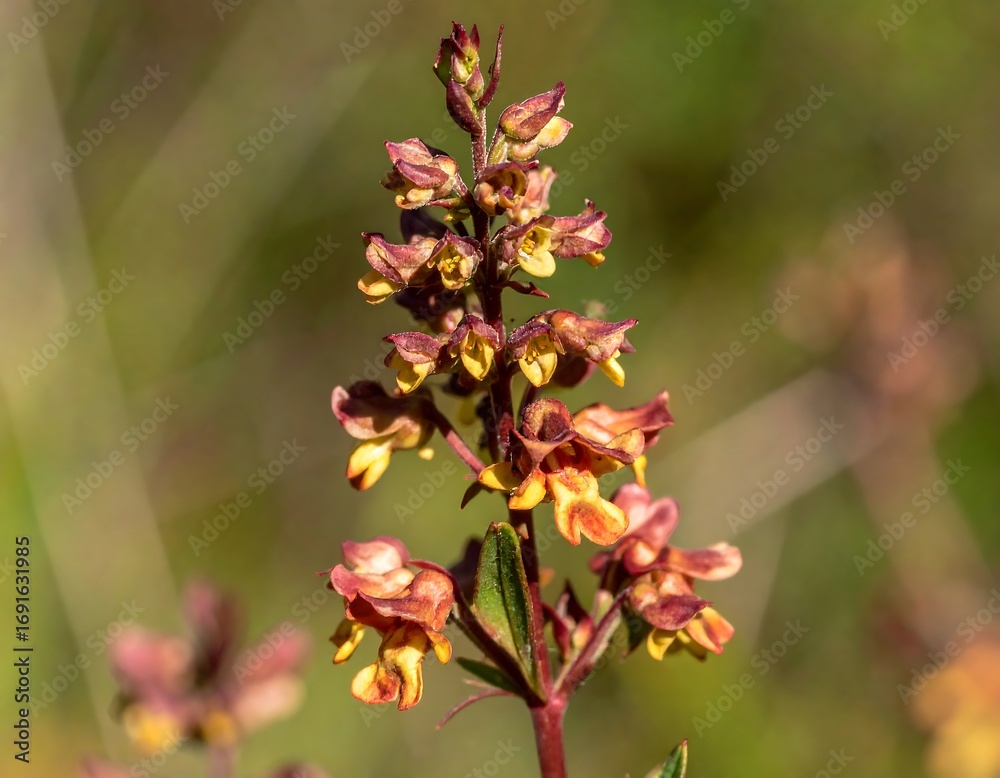 Obraz premium Close-up of a vibrant, clustered flower stalk with reddish-brown and yellowish-orange blooms