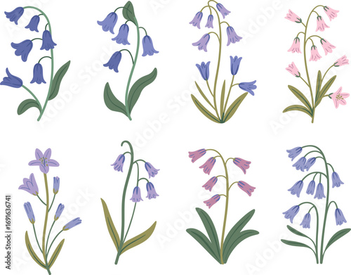Beautiful hand-drawn bell flowers illustration set, blue and pink wildflower vector elements for botanical, floral, spring, garden, and nature designs