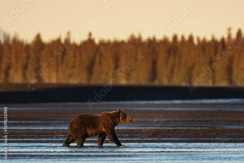 Canvastavla Female bear walking through lowtide at sunrise