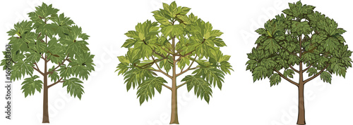 Breadfruit Trees Botanical Illustration Set, Tropical Foliage, Green Leaf Tree Collection, Perfect for Nature, Agriculture, Garden, and Food Projects