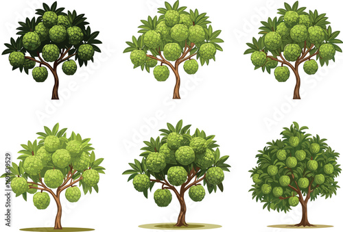 Custard apple tree illustration, vector tropical fruit trees, green leaves and sweet sugar apple, garden farm plant clipart design