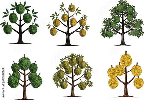 Durian Tree Vector Set with Tropical Fruits, Exotic Leaves, Botanical Illustration, Agriculture Clipart, Southeast Asian Fruit Garden Design