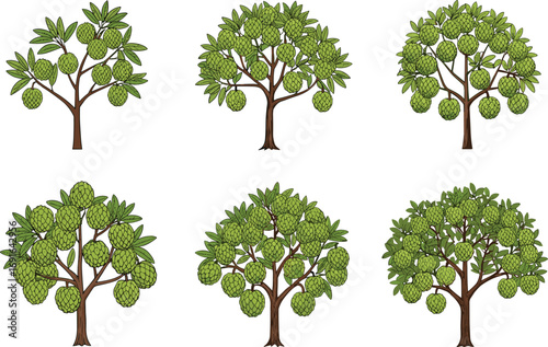 Illustration of sugar apple tree with green tropical fruit, vector custard apple plant, cartoon style for farm and garden design