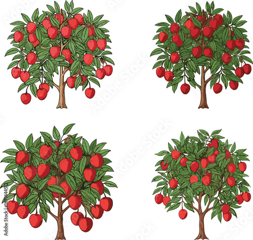Lychee fruit tree illustration, tropical garden plant design, exotic red fruit tree clipart, botanical vector drawing for orchard use