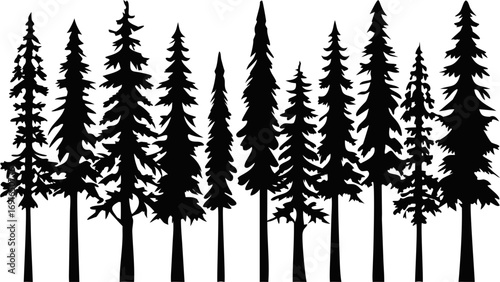 Stunning silhouette forest scene with diverse evergreen trees, creating a natural, wild atmosphere.
