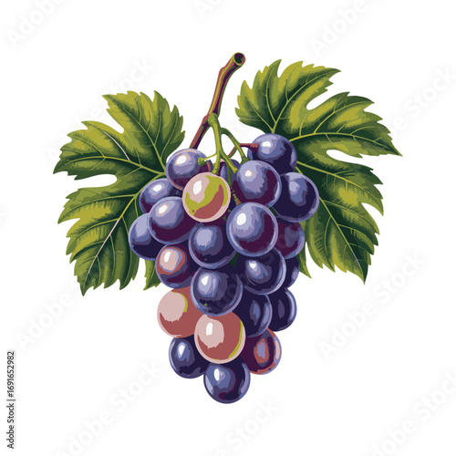 bunch of grapes isolated on white