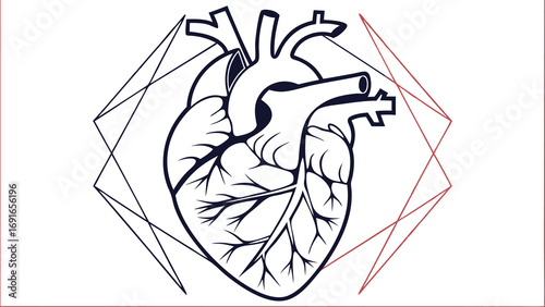 Anatomical Human Heart Line Art Vector Illustration.