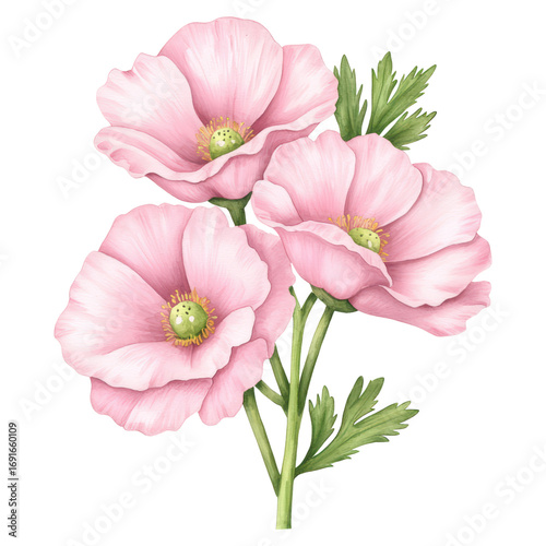 Delicate Pink Poppies with Green Foliage in Elegant Floral Arrangement for Nature and Garden Lovers, isolated on transparent background.