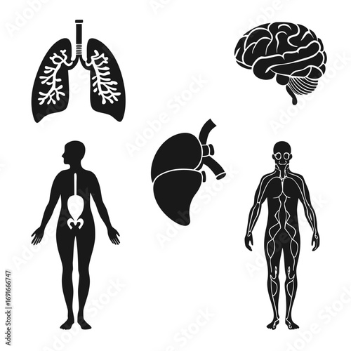 Human body organs silhouettes in vector format
