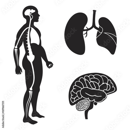 Human internal organ silhouette in vector format