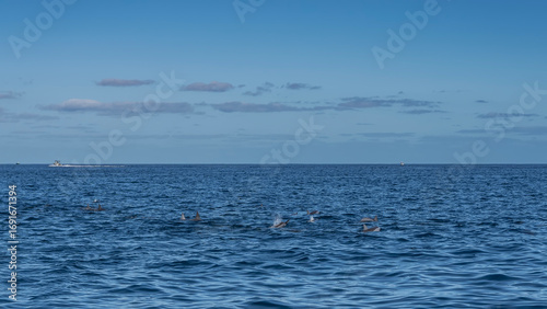 A group of dolphins frolic in the blue ocean. Dorsal fins, backs above the water surface are visible. The boat floats in the distance. Azure sky, clouds. Mauritius. Dolphin Watching Tour