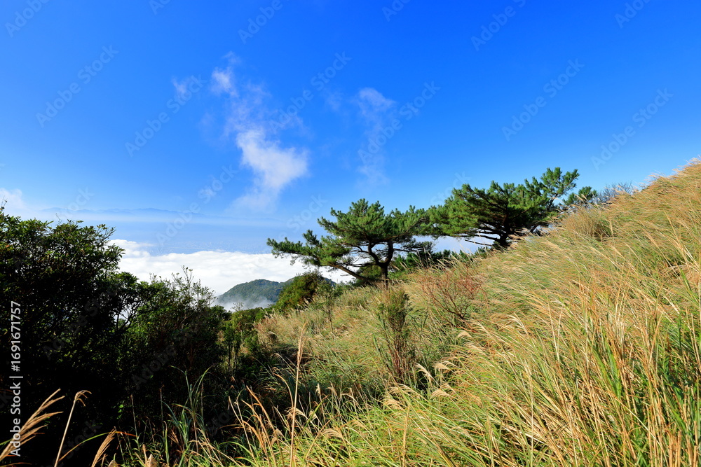 Fototapeta premium Qingtiangang Grassland in Taipei Yangmingshan National Park, Taiwan.