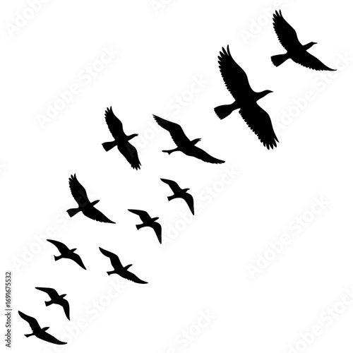 A flock of black birds in silhouette flies diagonally across a clean white background creating a dynamic and natural composition