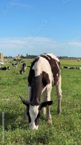 Holstein calf with large ears and ear tags in lush pasture. Rural agricultural scene with cows grazing in background under clear blue summer sky, concept of milk production. Vertical video.