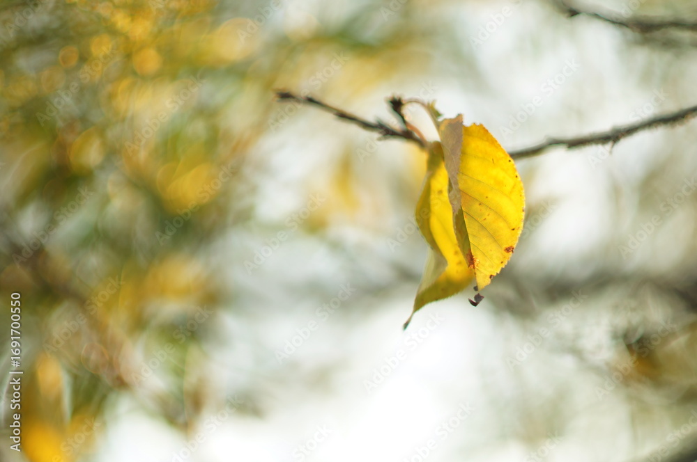 Obraz premium 残暑の枯れ葉