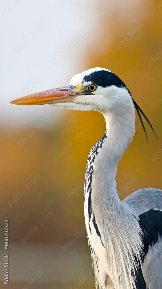 Obraz premium Grey heron profile (1)