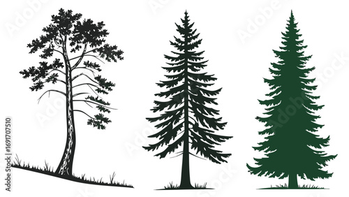 Pine trees silhouettes evergreen forest