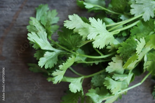 Coriander herb on wood background