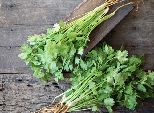 Coriander herb on wood background