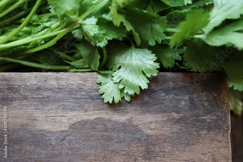 Coriander herb on wood background