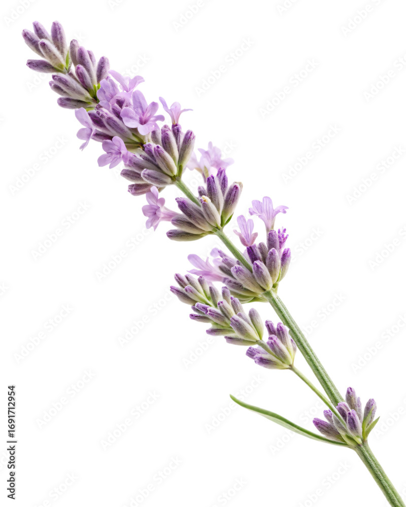Fototapeta premium Lavender Sprig: A close-up shot of a vibrant lavender sprig, showcasing its delicate purple blooms and fresh green stem, creating a sense of natural beauty and calm. 