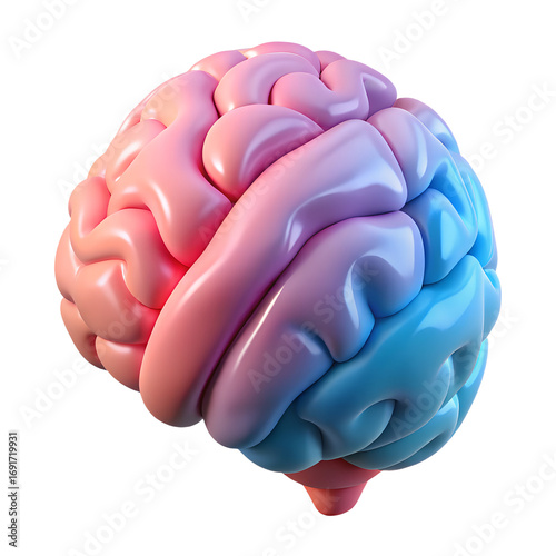 Human brain anatomy with left and right hemisphere color differentiation 3d render transparent background