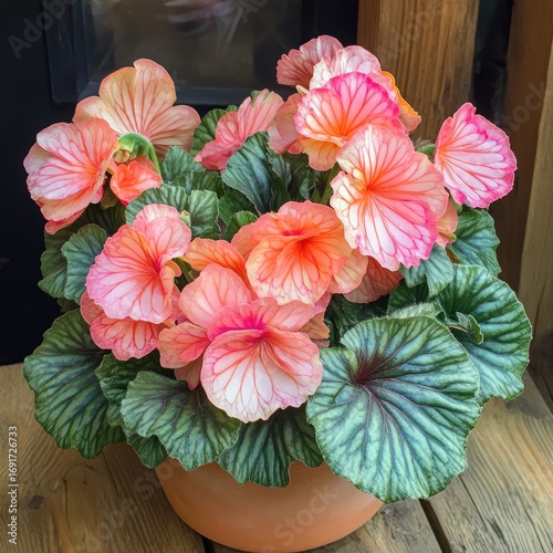 Wallpaper Mural Vibrant coral and white flowers in a terracotta pot Torontodigital.ca