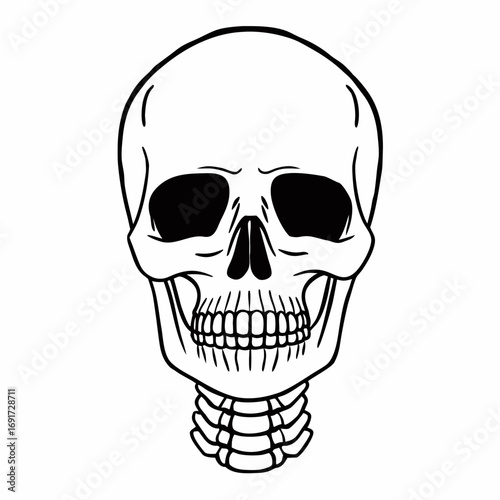 Frontal view of a human skull with visible teeth and neck vertebrae head skeleton