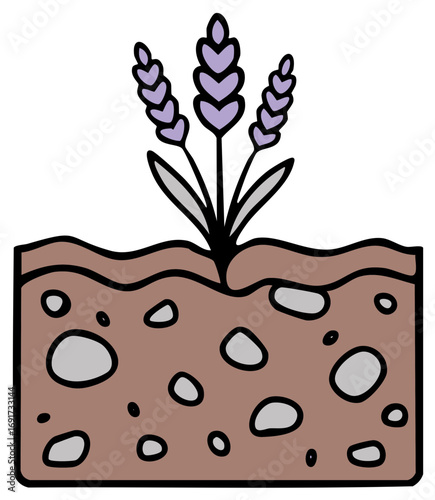 Lavender Plant Growing in Soil Cross Section Illustration Isolated