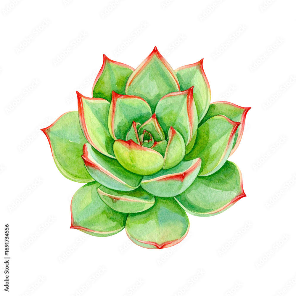 Fototapeta premium Watercolor Echeveria Succulent