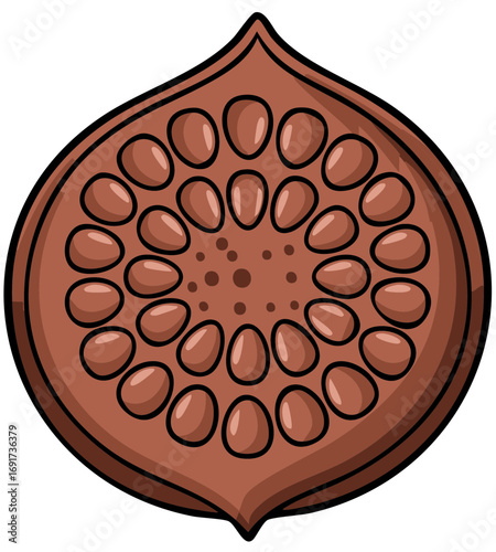 Fig cross section cartoon vector art illustration with seeds