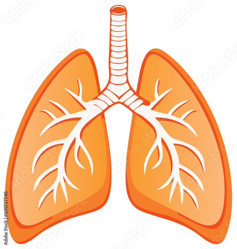 Stylized illustration of the human lungs, graphic design, medical concept.