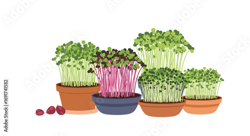 Freshly grown microgreens in pots add vibrant healthy flavor to your dishes in creative culinary designs