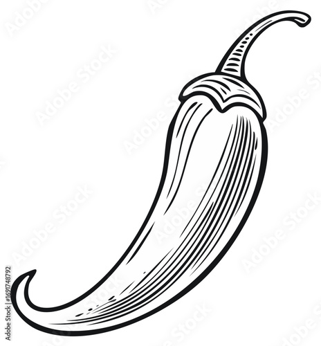 Hand drawn hot chili pepper sketch in a vintage engraving style for culinary and food design
