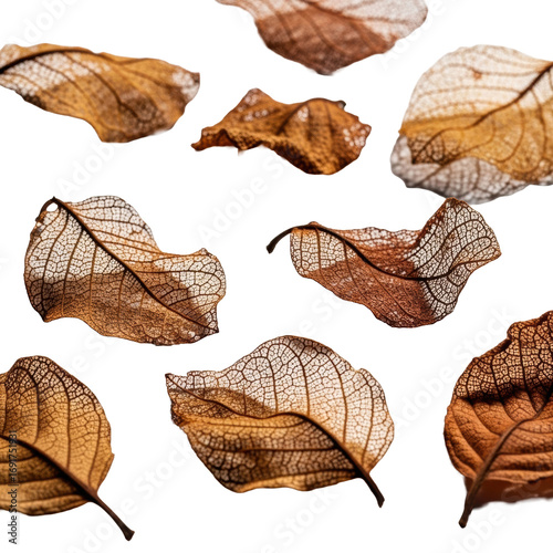 Parched, desiccated, skeletal leaf fragments, faded ochre, terracotta, scattered on stark white with sharp shadows, close-up macro. Concept of natural degradation