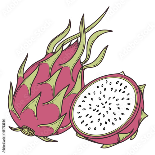 Dragon Fruit Vector Illustration - Whole and Half Cut Pitaya