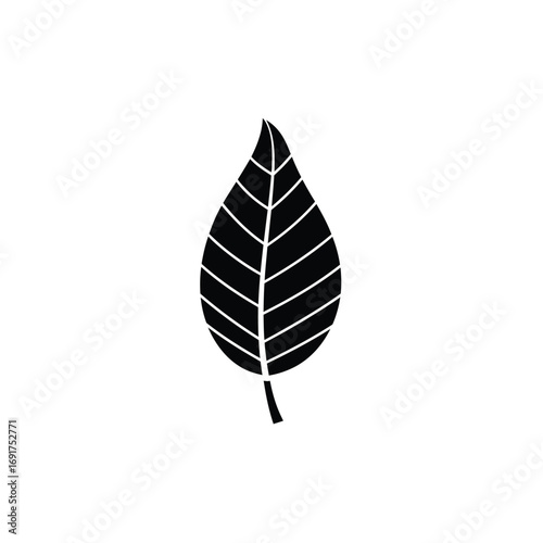 Black leaf silhouette with veins on white background