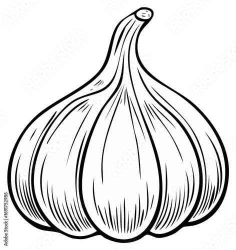 Garlic bulb line art illustration vegetable food ingredient cooking spice