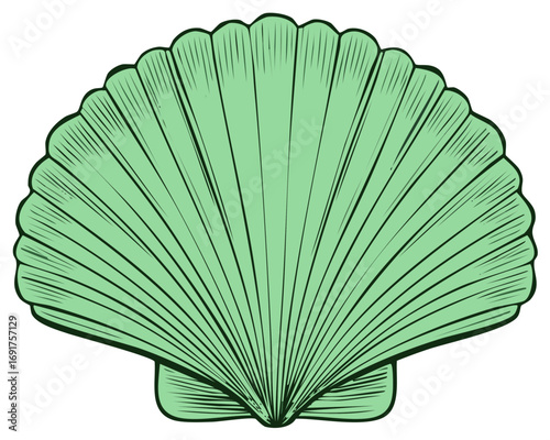 Hand-drawn green scallop shell illustration with elegant line art detail