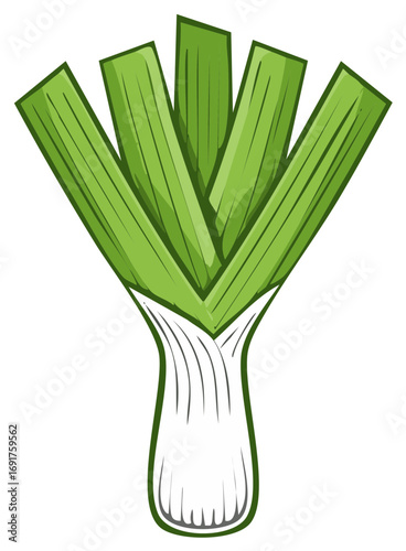 Vibrant Leek Illustration Featuring Green Stalks and White Bulb Vegetable Close Up