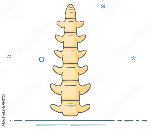 Anatomical illustration of a human spinal column. Vertebrae icon for medicine and chiropractic concepts.