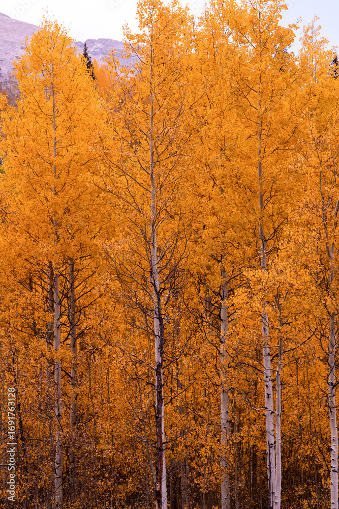 Fototapeta premium Dense Autumn Forest of Golden Aspen Trees | Aerial Scenic View, Vibrant Fall Colors, Seasonal Colorado Nature Landscape, Yellow Foliage, September October Background, Autumn Season Travel & Photograph
