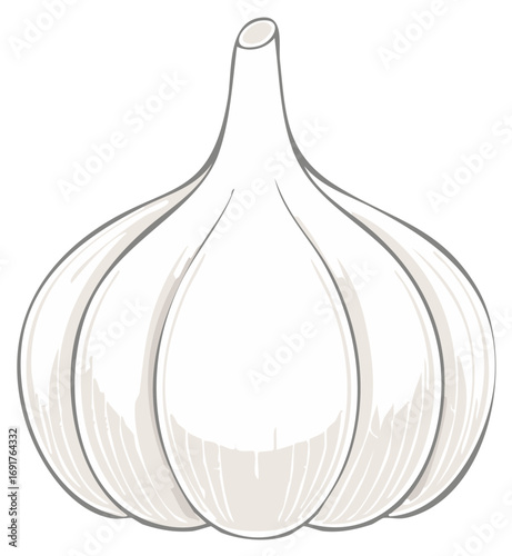 Single Raw Garlic Bulb with Cloves - Vector Illustration, Culinary Use