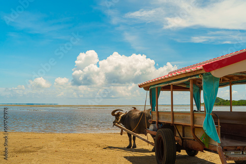 由布島 水牛車 2025年9月5日撮影
