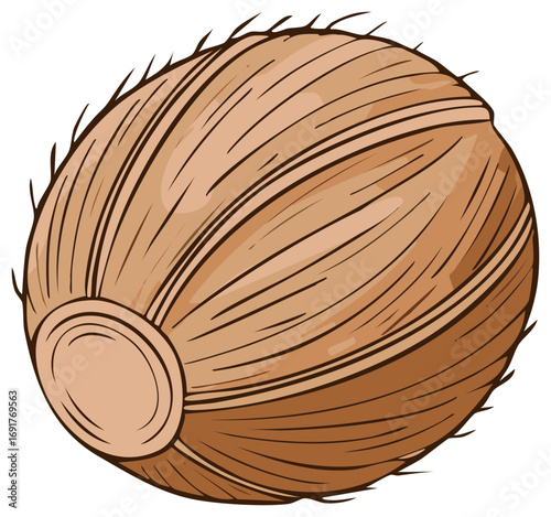 Tropical Coconut Illustration Depicts Brown Husk Texture with Outer Shell and Fiber Detail