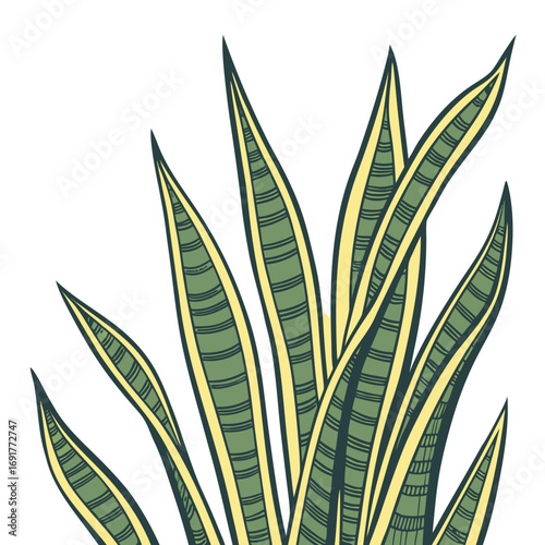 Close up of green and yellow snake plant leaves with dark outlines sansevieria houseplant