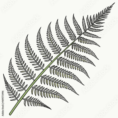 Detailed illustration of a green fern frond with intricate leaf patterns Keywords: fern, plant, leaf