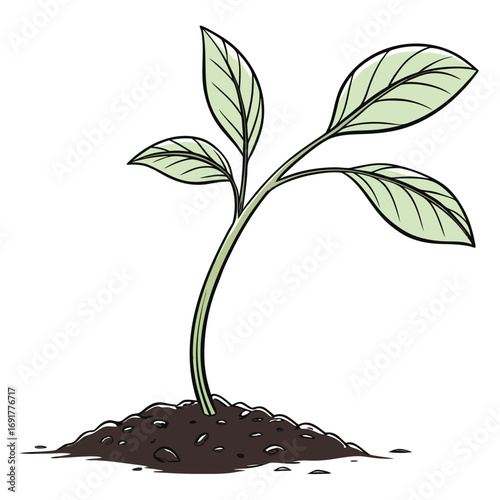 Small green seedling emerging from a mound of dark soil sprout plant