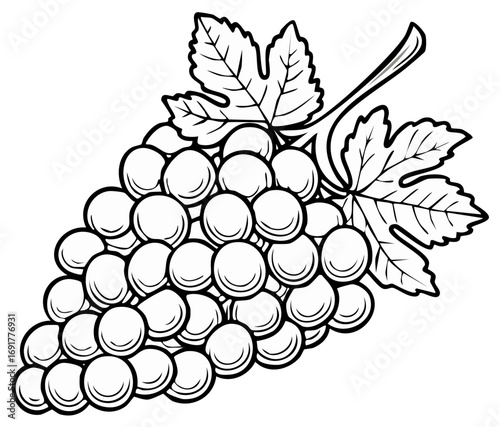 Black and White Grape Cluster Drawing Featuring Vine Leaves and Round Berries for Botanical Illustrations
